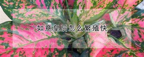 如意皇后分株|如意皇后怎麼繁殖